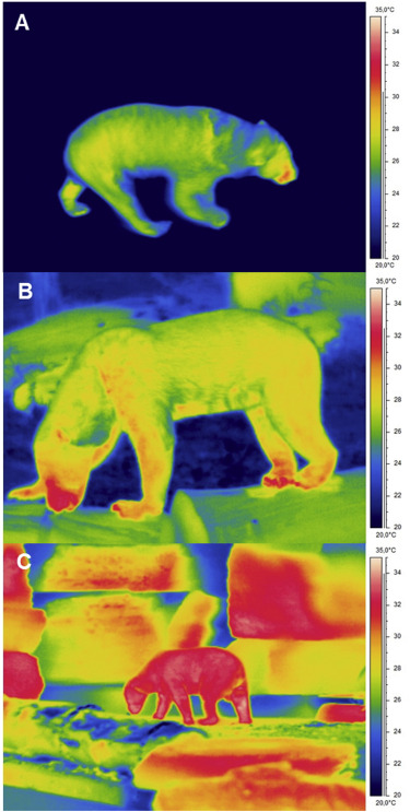 Typical thermographic images of adult Malayan sun bears taken shortly after rest and in a postabsorptive state at (A) TA = 23 °C, (B) TA = 28 °C, and (C) TA = 29 °C.