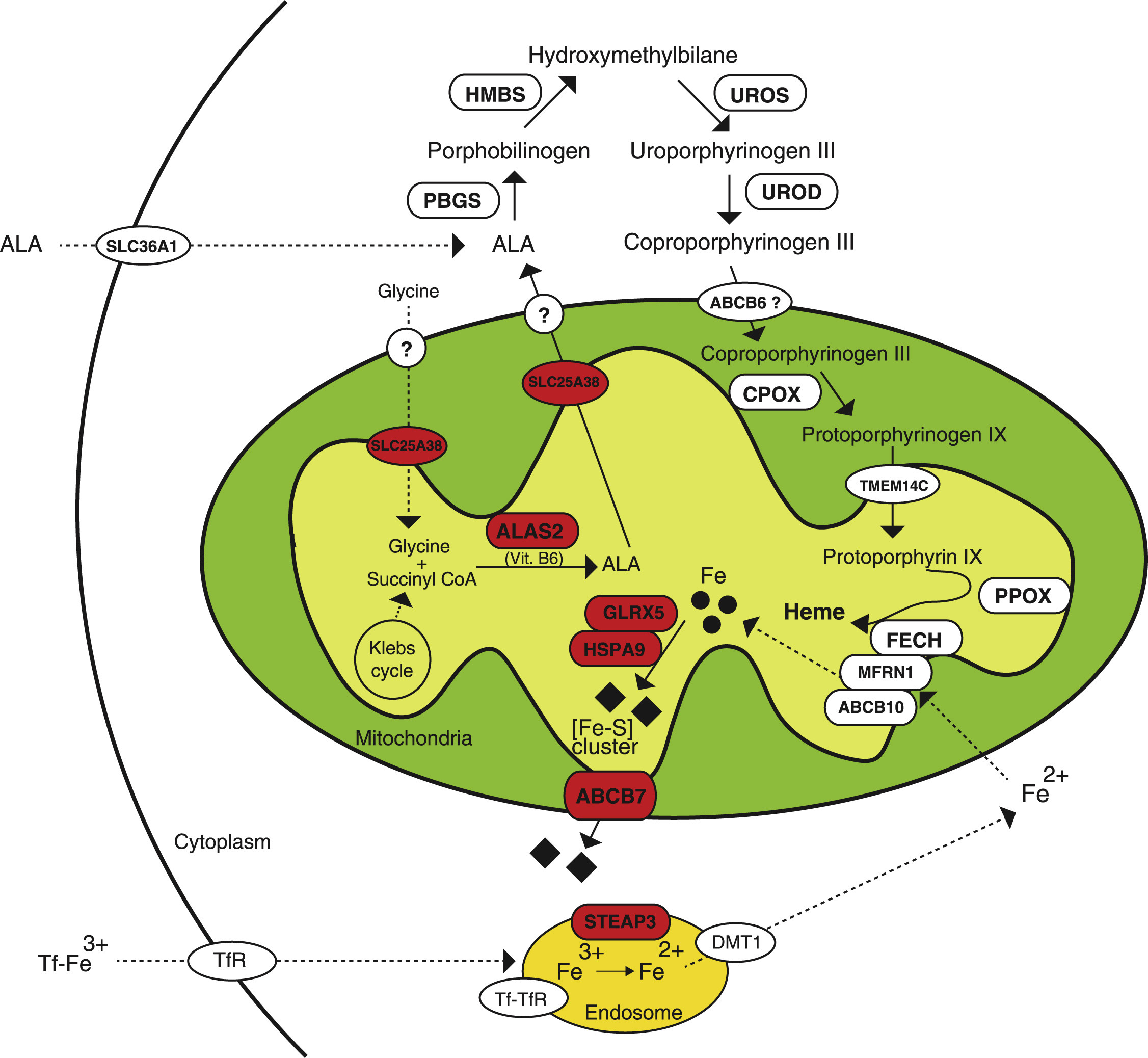 The heme biosynthetic pathway in erythroid cells.