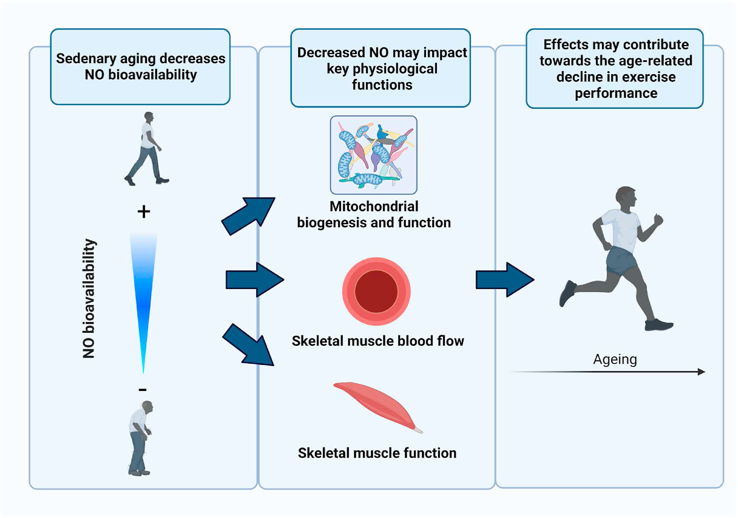 Effects of aging on nitric oxide bioavailability, physiological function, and exercise performance.