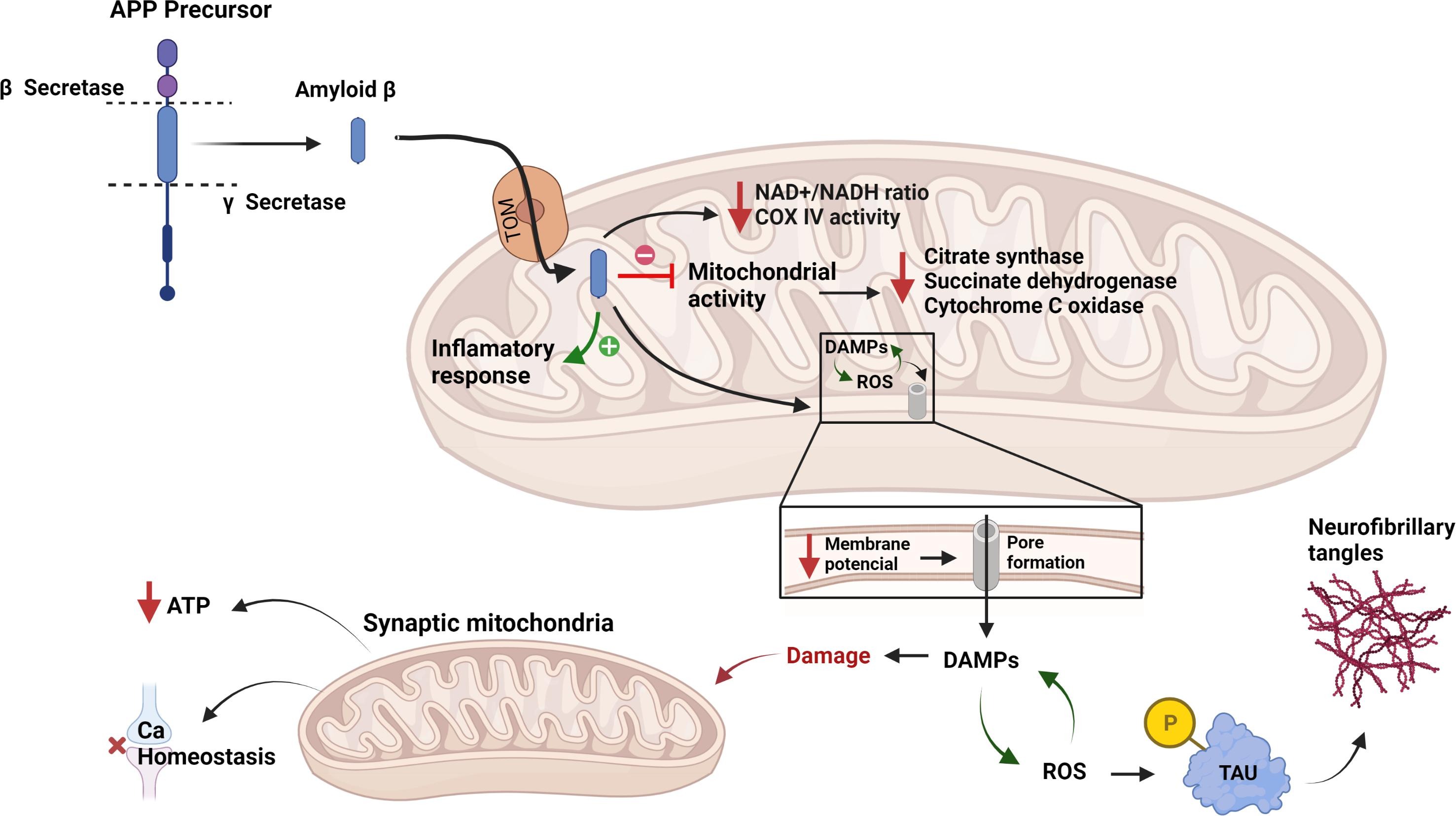 Alzheimer’s Disease, the dark side of the mitochondria.