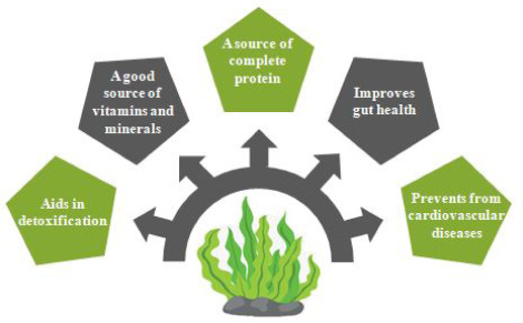 Health promoting properties of seaweed.