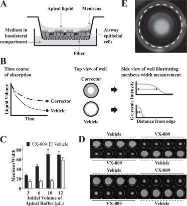 High-Throughput Surface Liquid Absorption and Secretion Assays to Identify F508del CFTR Correctors Using Patient Primary Airway Epithelial Cultures