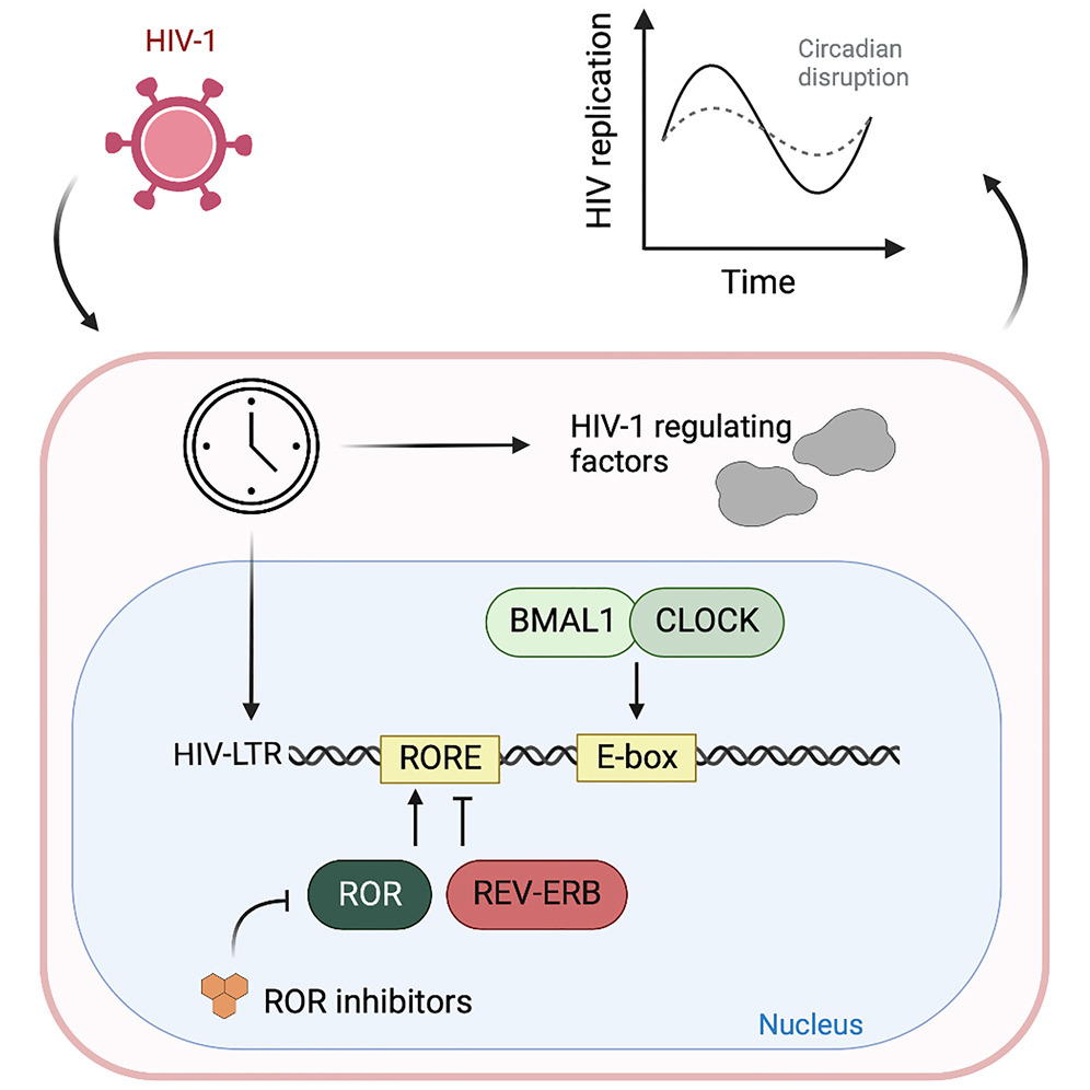 Circadian rhythms are endogenous daily oscillations that coordinate an organism’s response to its environment and invading pathogens. Peripheral viral loads of HIV-1 infected patients show diurnal variation; however, the underlying mechanisms remain unkno