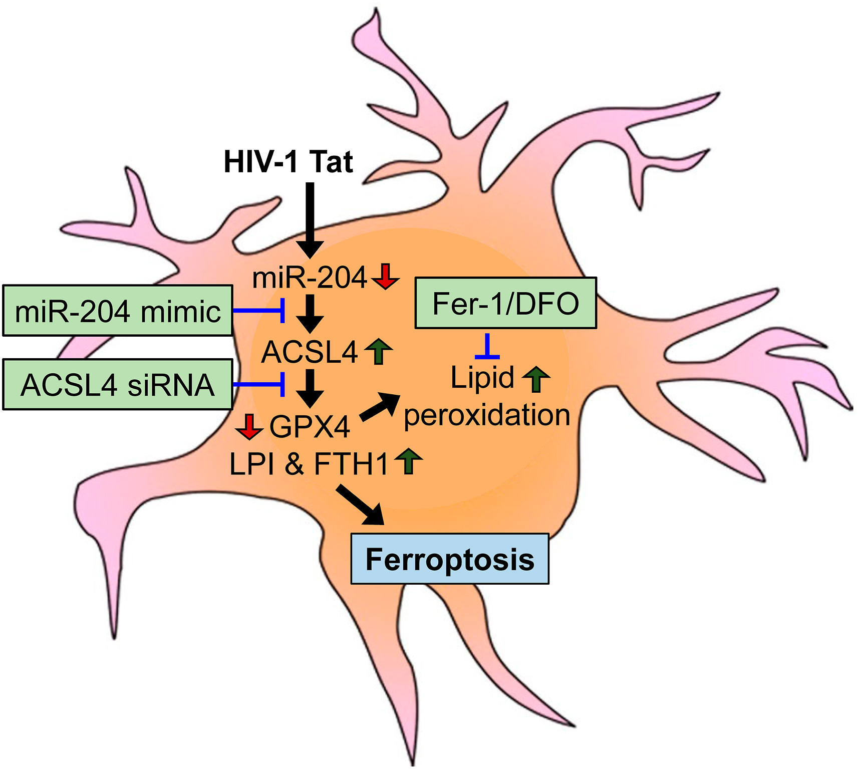 Schematic showing the proposed mechanism involved in HIV-1 Tat-mediated microglial ferroptosis.
