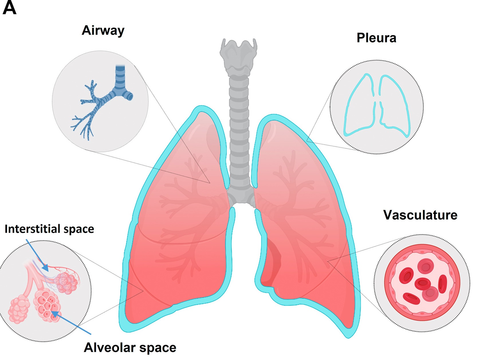The lung compartments affected by pulmonary manifestations of IEI include the airways, alveolar space, interstitial space, vasculature, and the pleural space