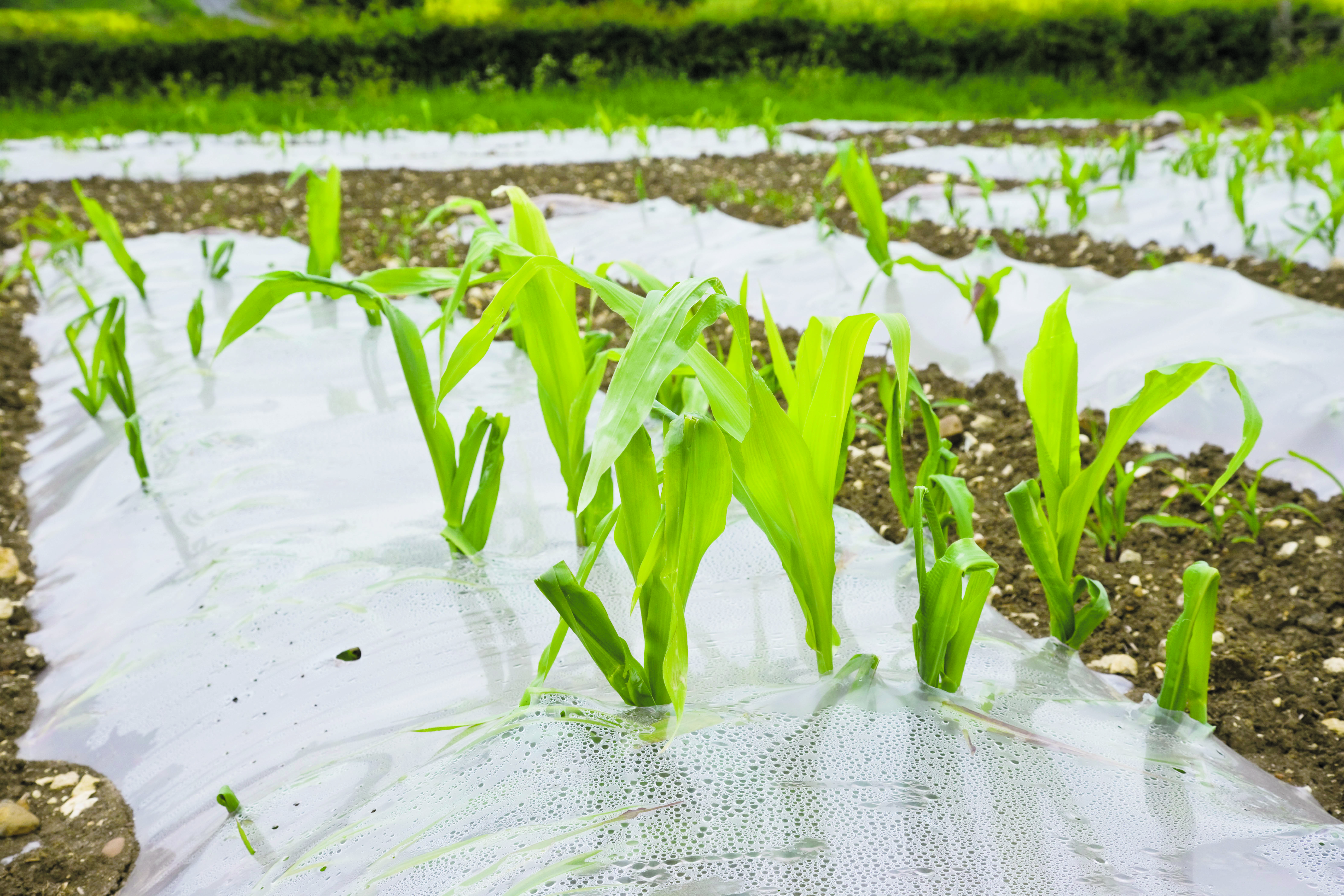 Maize growing under plastic