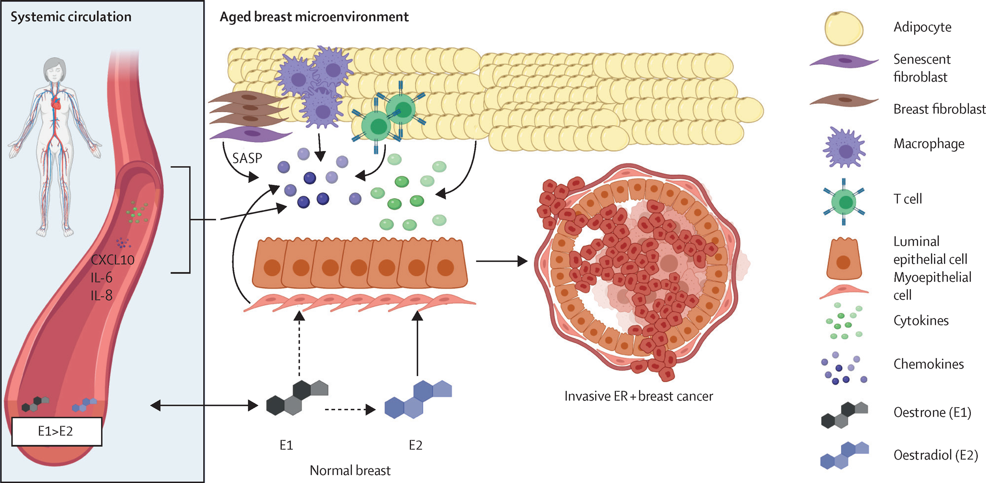 Figure 4. A systems biology view of the aged breast microenvironment