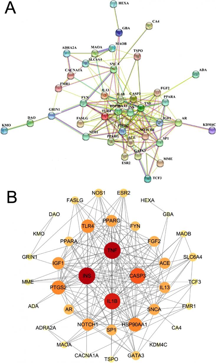 PPI network analysis of potential targets of trans-UCA involved in spatial memory. (A) PPI network based on STRING database showed 39 potential targets. (B) PPI network based on Cytoscape 3.7.2 software showed 39 potential targets.