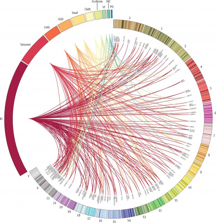 Genetic diagnoses associated with broad phenotype categories Circos-style plot representing the genetic heterogeneity within developmental disorders