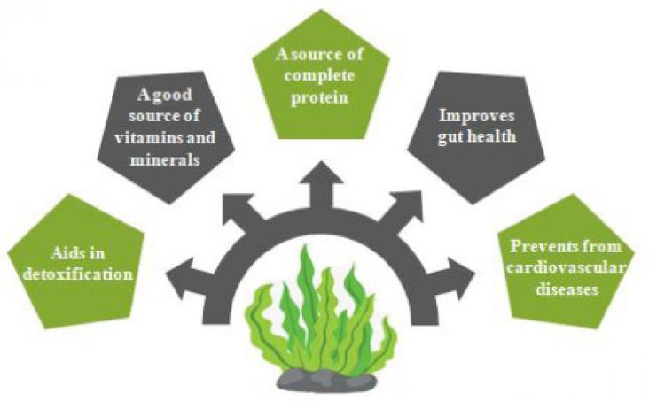 Health promoting properties of seaweed.
