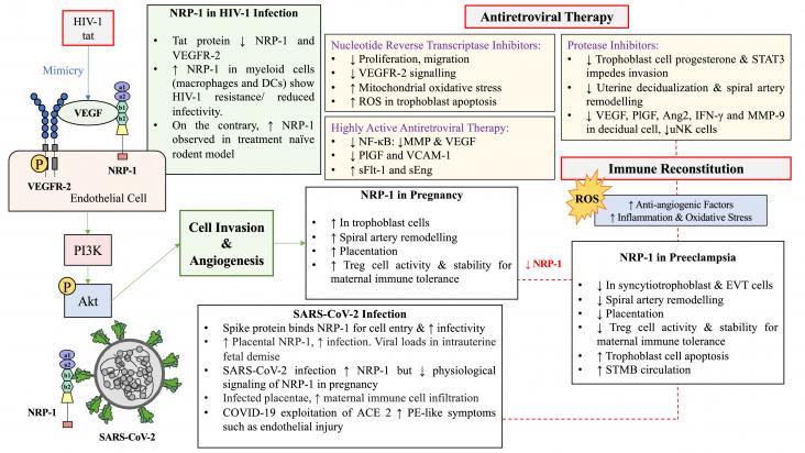 Neuropilin-1 in PE, HIV-1 and SARS-CoV-2 infection. Neuropilin-1 in PE, HIV-1 and SARS-CoV-2 infection.