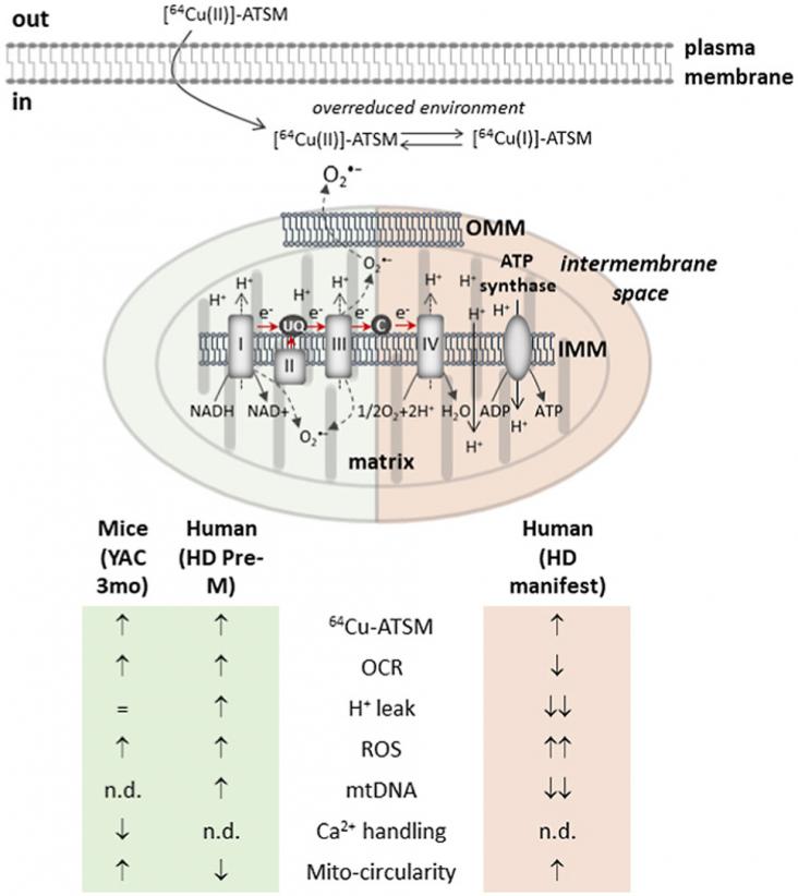 Overview of brain [64Cu]-ATSM retention and mitochondrial abnormalities in cells from Huntington's disease carriers, at premanifest and manifest disease stages, and in presymptomatic YAC128 mice.