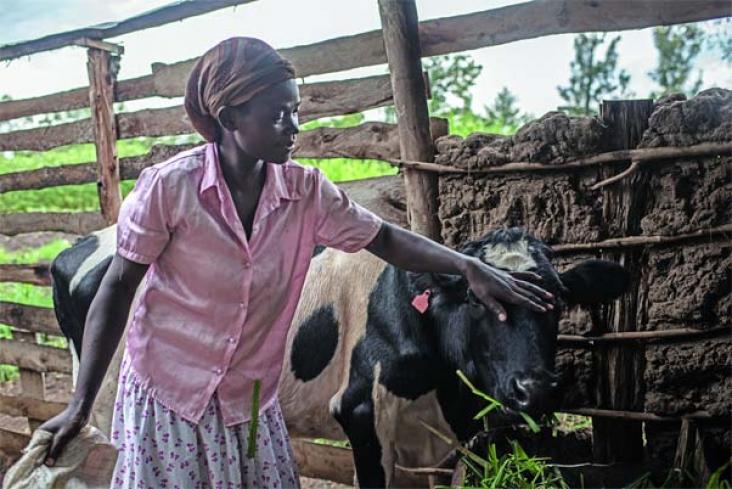 Ruth Machuma Ndunde with her cow