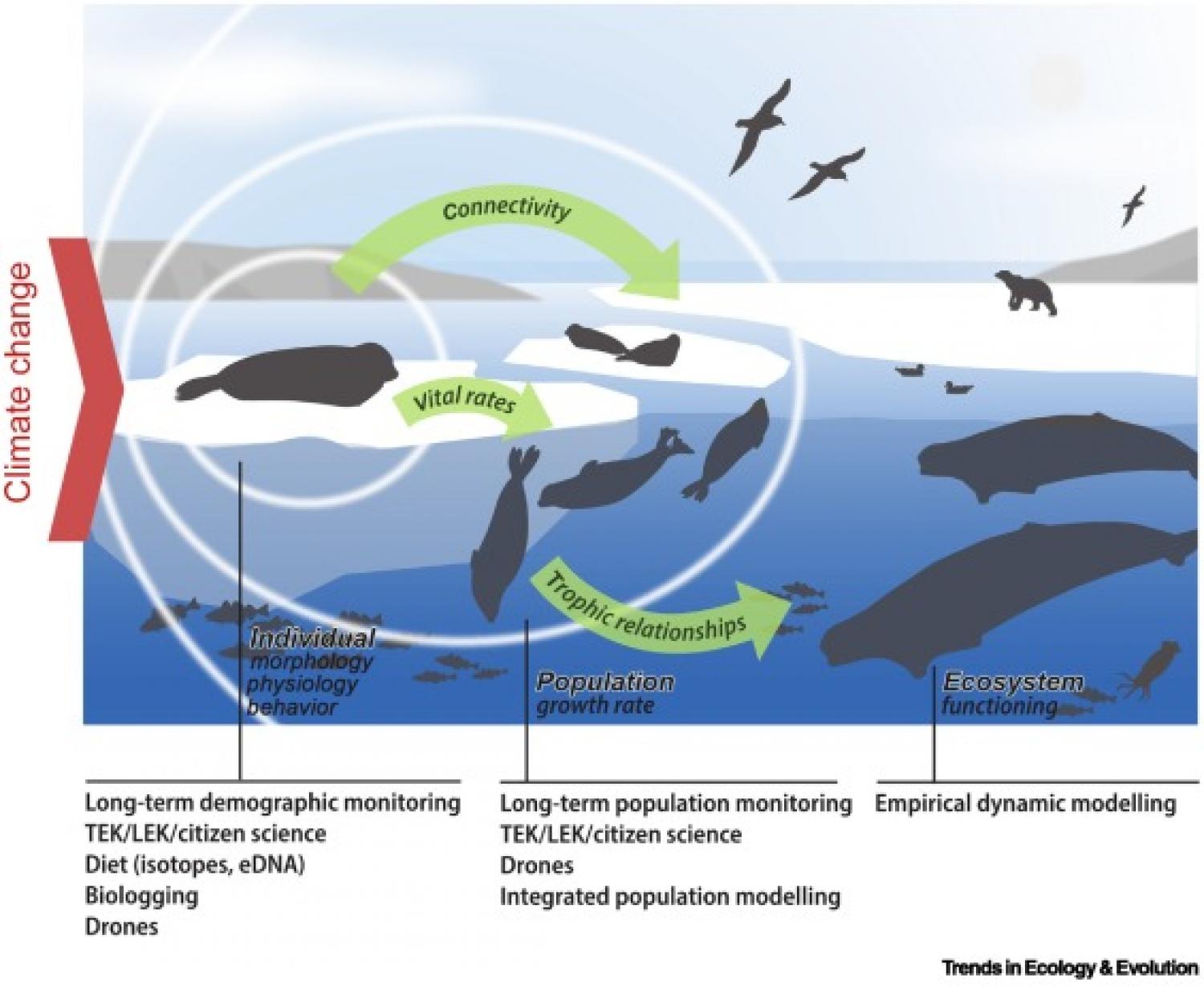 The way forward – outline of future research work necessary to assess climate change impacts on Arctic marine megafauna.