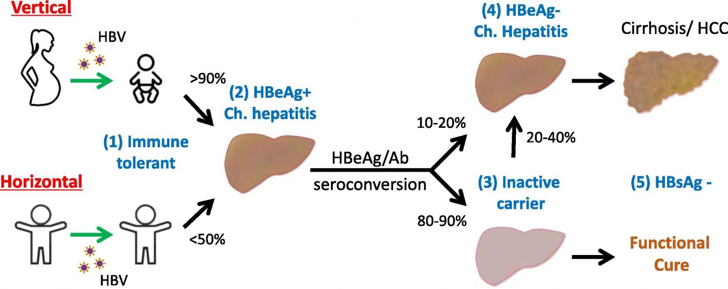 Factors Influencing The Durability Of Hepatitis B Vaccine Responses ...