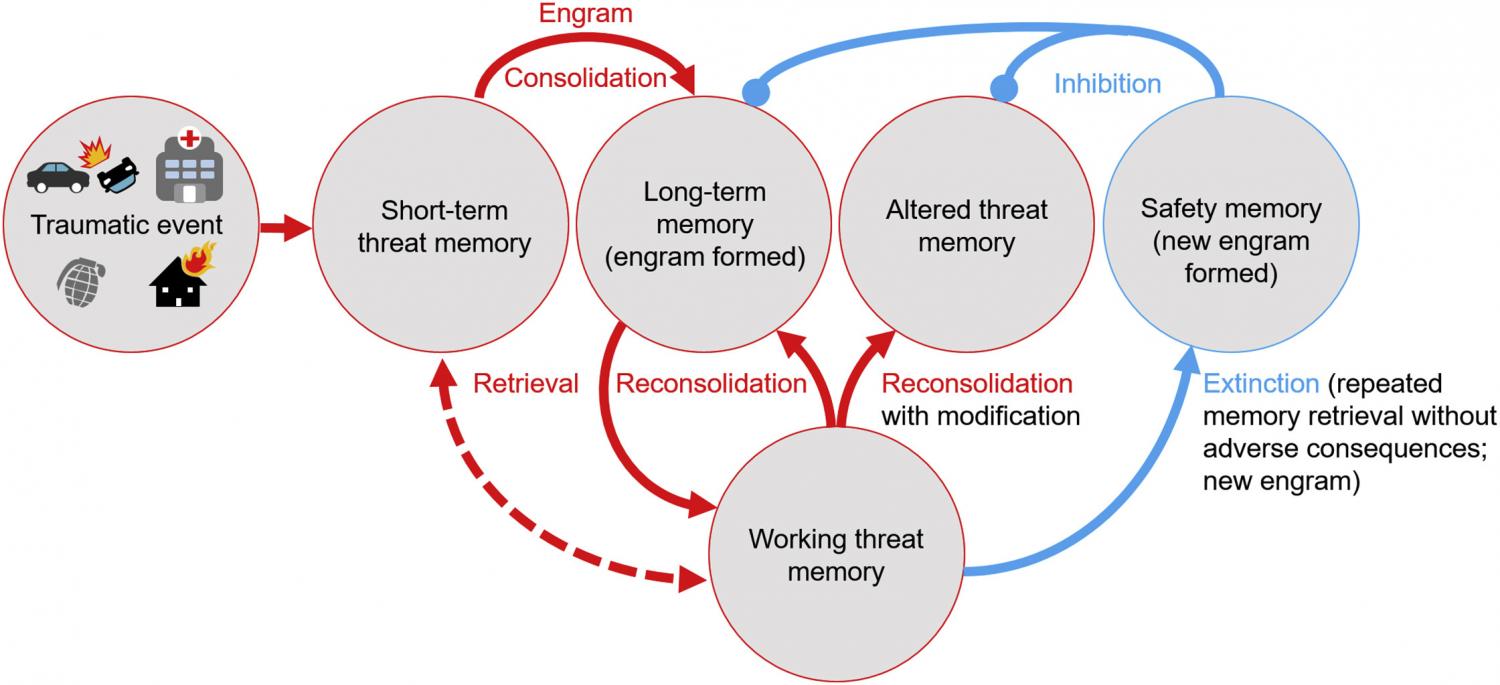 Understanding Trauma39s Impact on Four Types of Memory Infographic