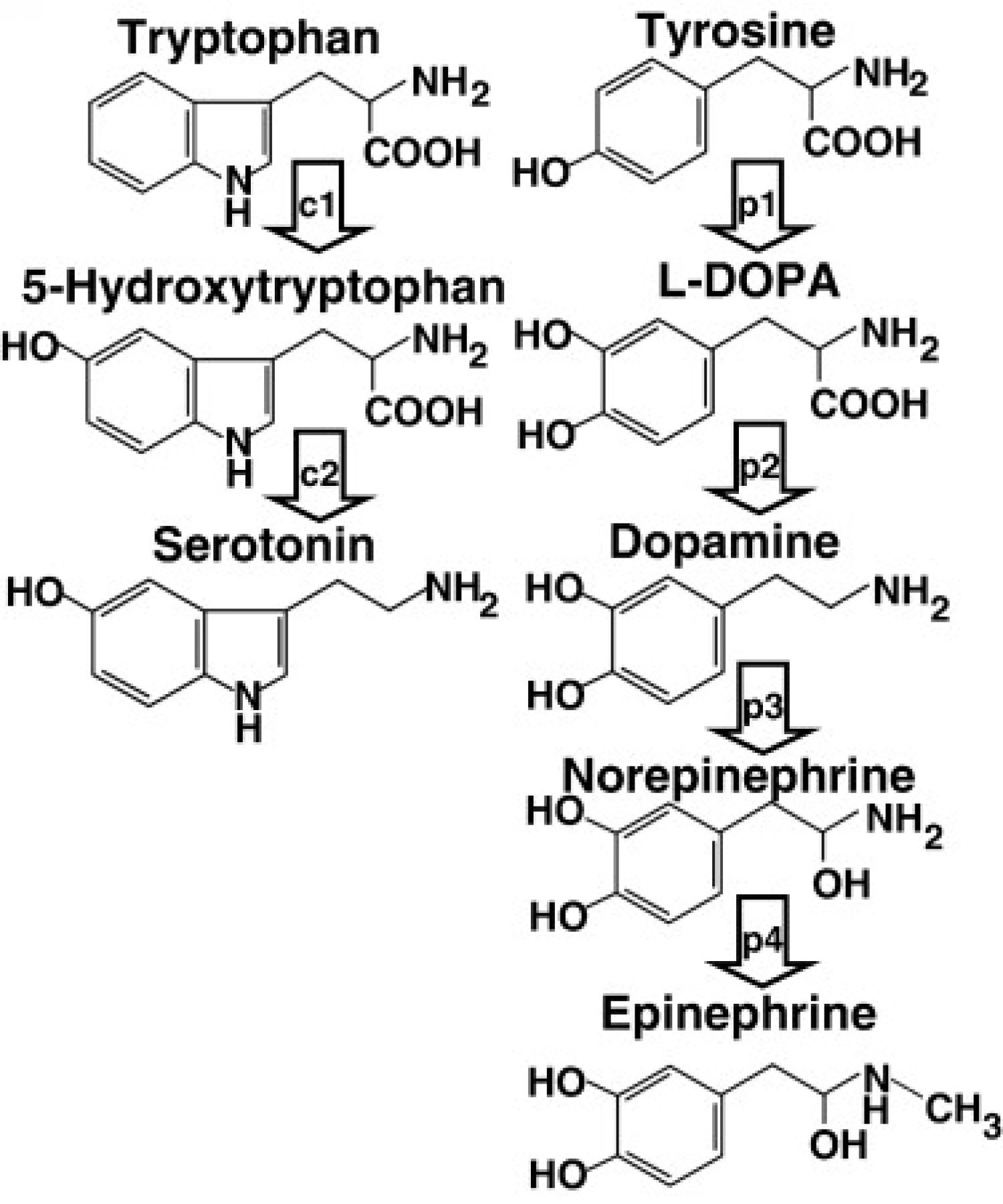 Biosynthetic pathways in pheochromocytomas/paragangliomas and carcinoids; Shows biosynthetic pathways from Tryptophan to Serotonin and from Tyrosine to Epinephrine