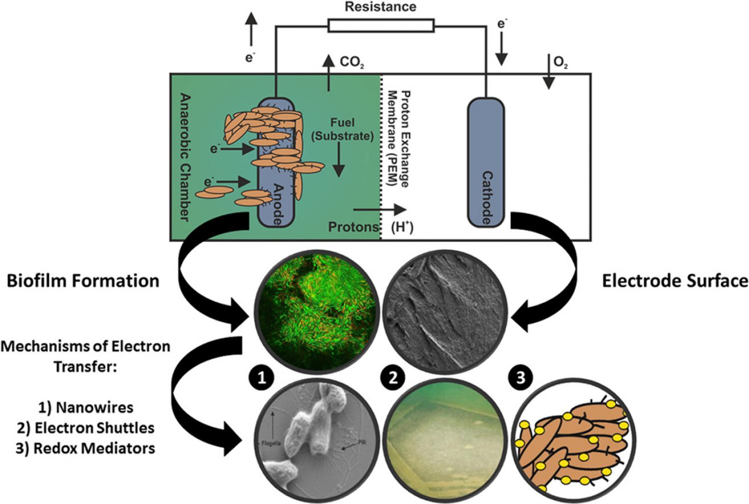 Microbial Fuel Cells: An Overview Of Current Technology | Sustainable ...