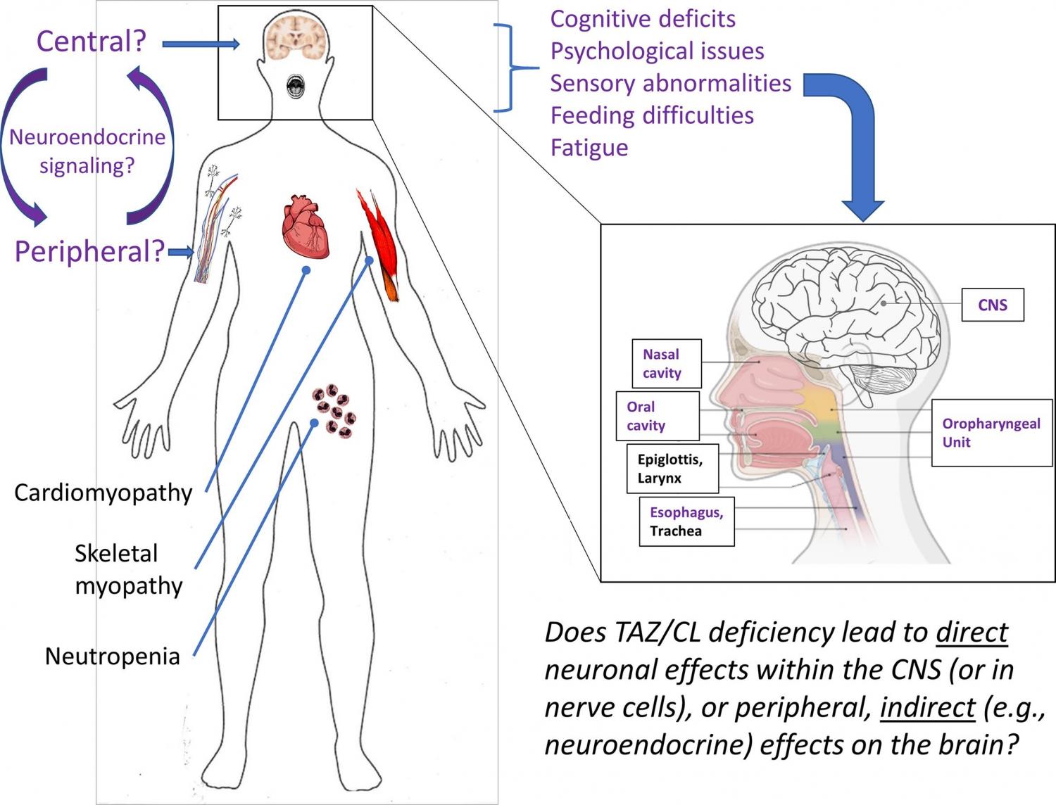 Central figure summarizing the neuropsychological phenotypes in Barth syndrome, along with an overarching research question; both direct and indirect impacts of mitochondrial dysfunction induced by cardiolipin deficiency are likely at play.