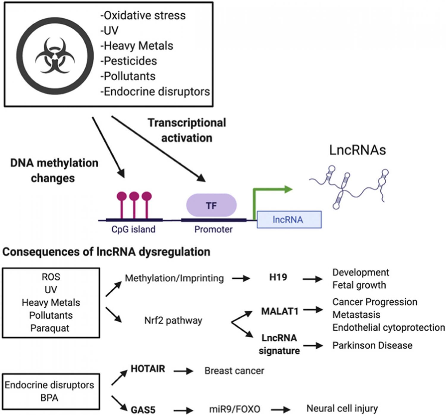 Role Of Non-coding-RNAs In Response To Environmental Stressors And ...