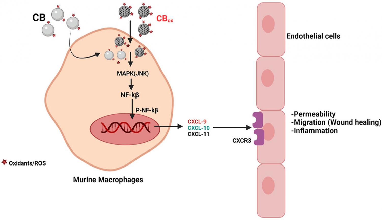 Graphical abstract of article