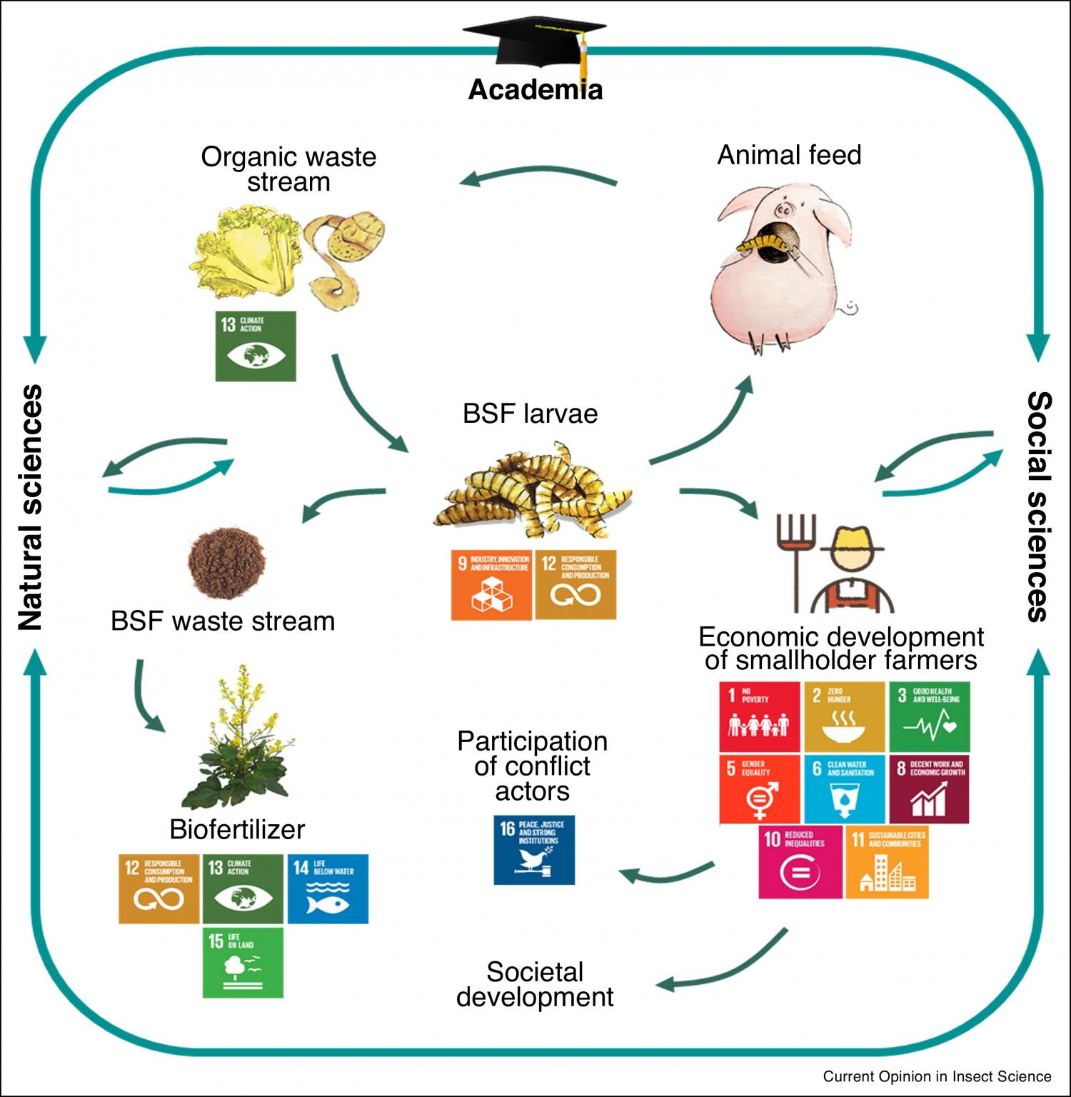 Insects For Peace | Sustainable Development Goals - Resource Centre