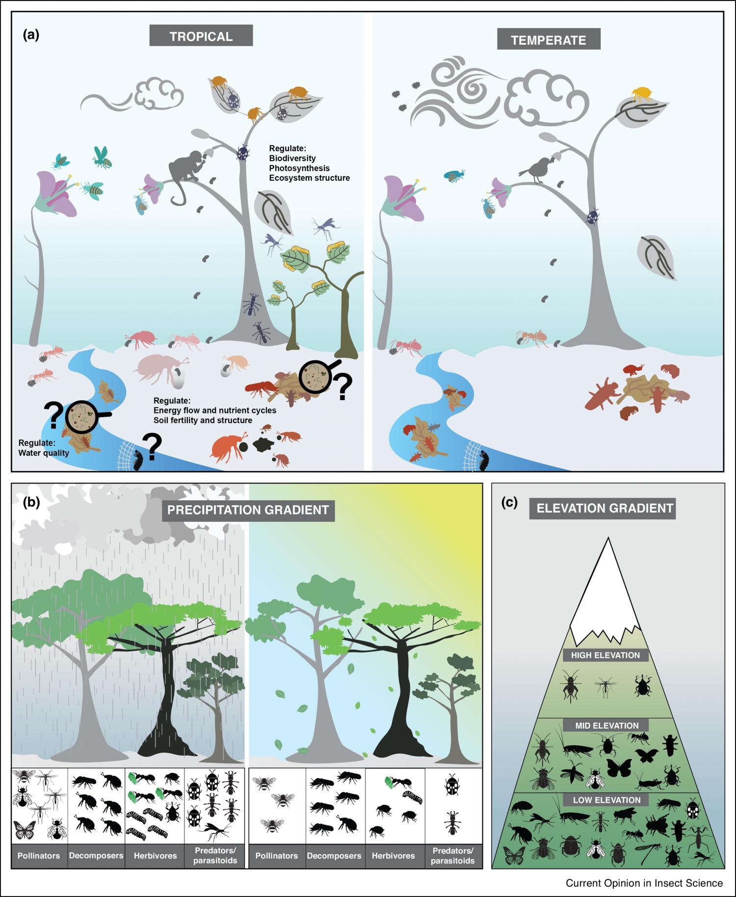 The Importance Of Insects On Land And In Water: A Tropical View ...