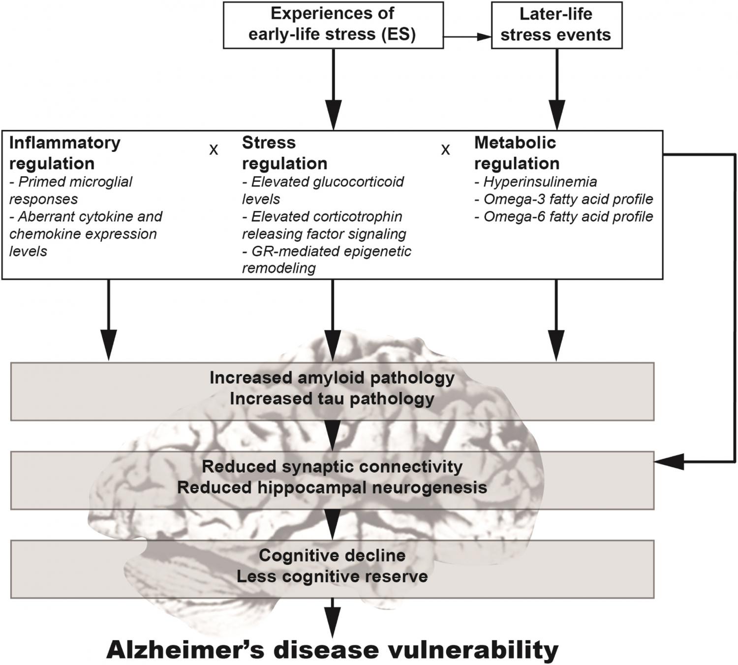 A preclinical perspective on the enhanced vulnerability to Alzheimer's ...