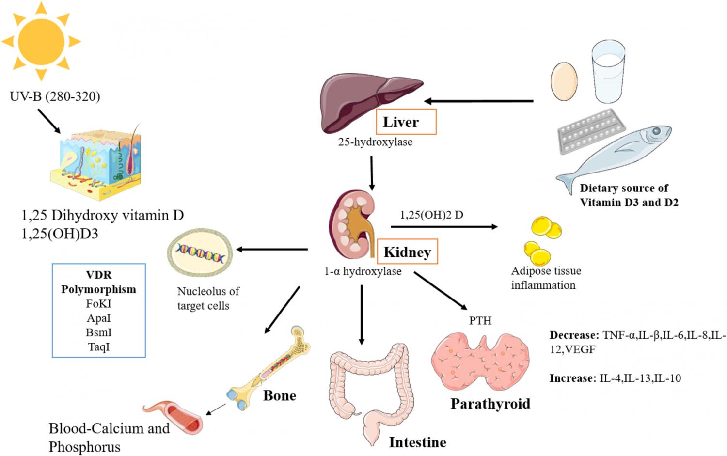Vitamin D activation and metabolism.
