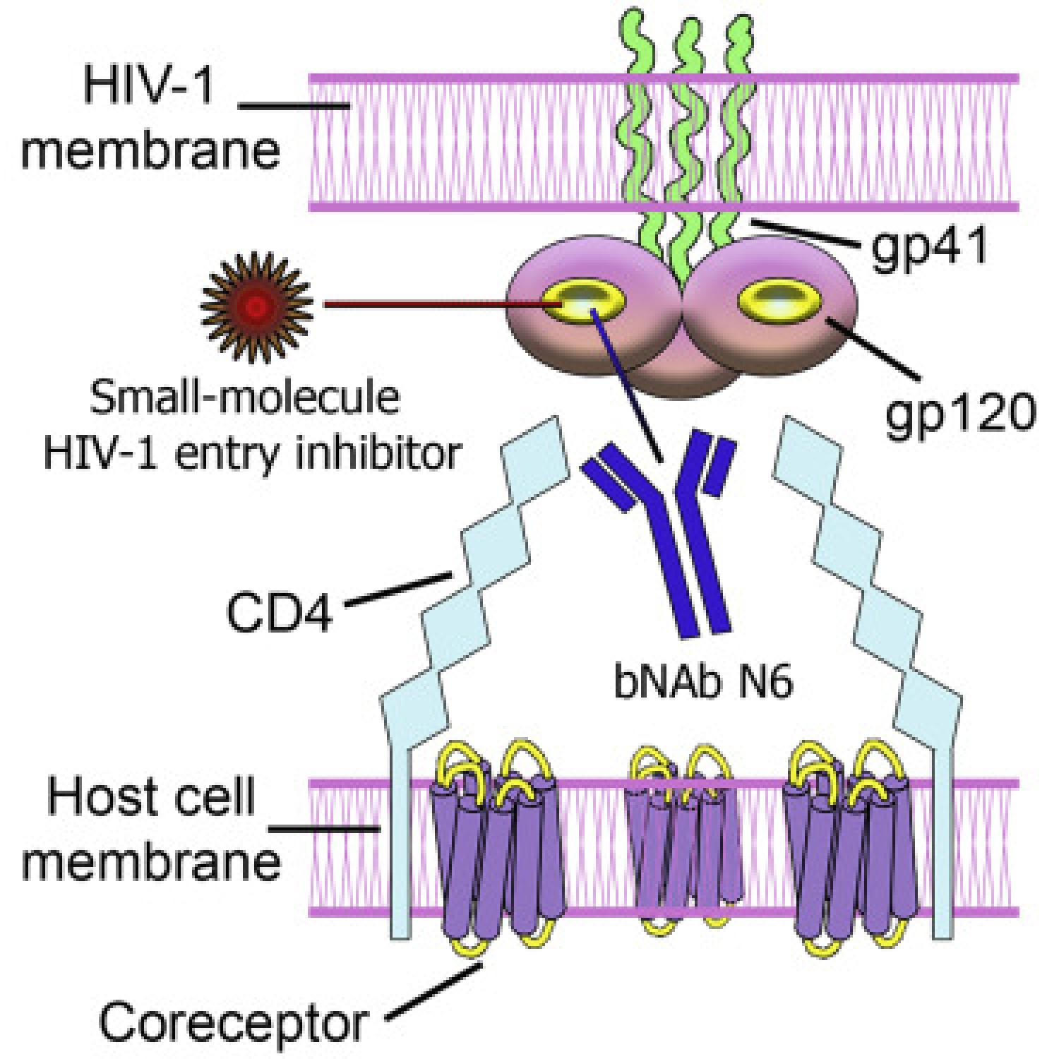 Graphical abstract