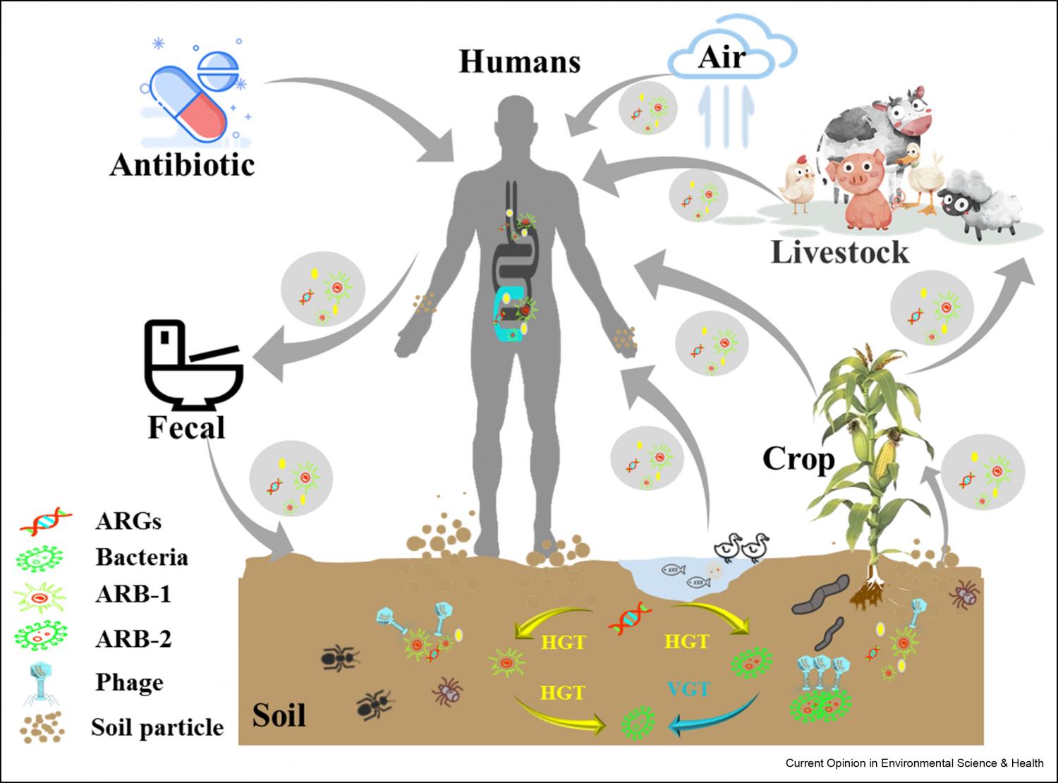 Antibiotic resistance in the soil ecosystem: A One Health ...