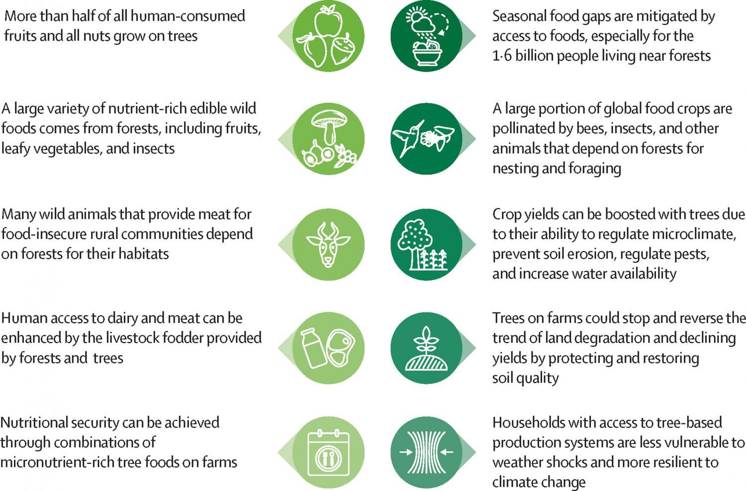 Transforming Food Systems With Trees And Forests | Sustainable ...