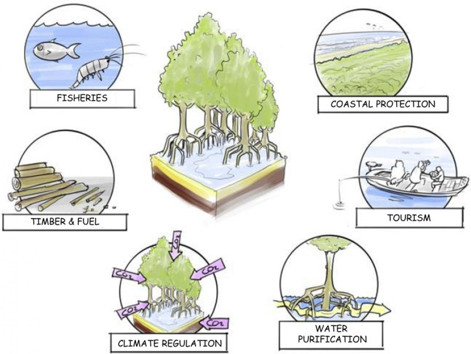 Harnessing Big Data To Support The Conservation And Rehabilitation Of ...