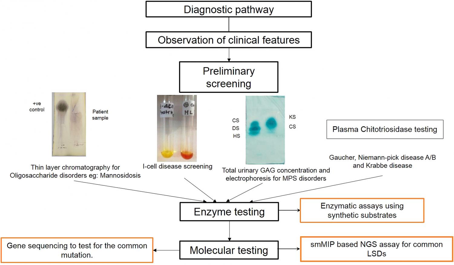 Shows the pathway from Diagnostic pathway through Preliminary screening to Enzyme and Molecular Testing