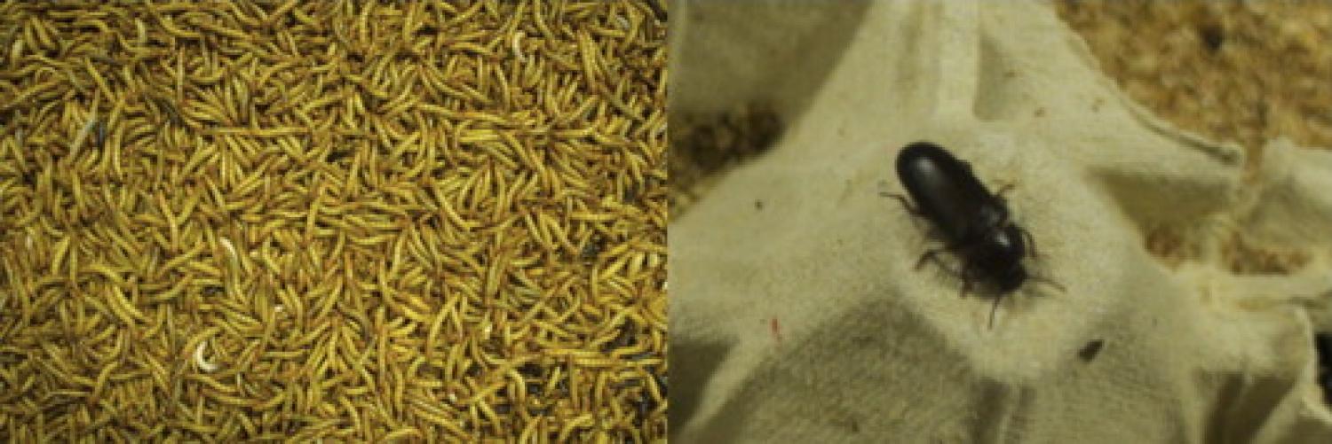 Tenebrio molitor in the form of mealworm (left) and beetle (right). Photos by author.