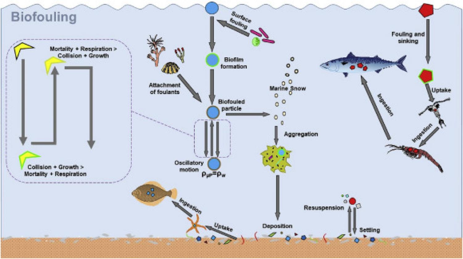 Microplastics In The Marine Environment: A Review Of Their Sources ...