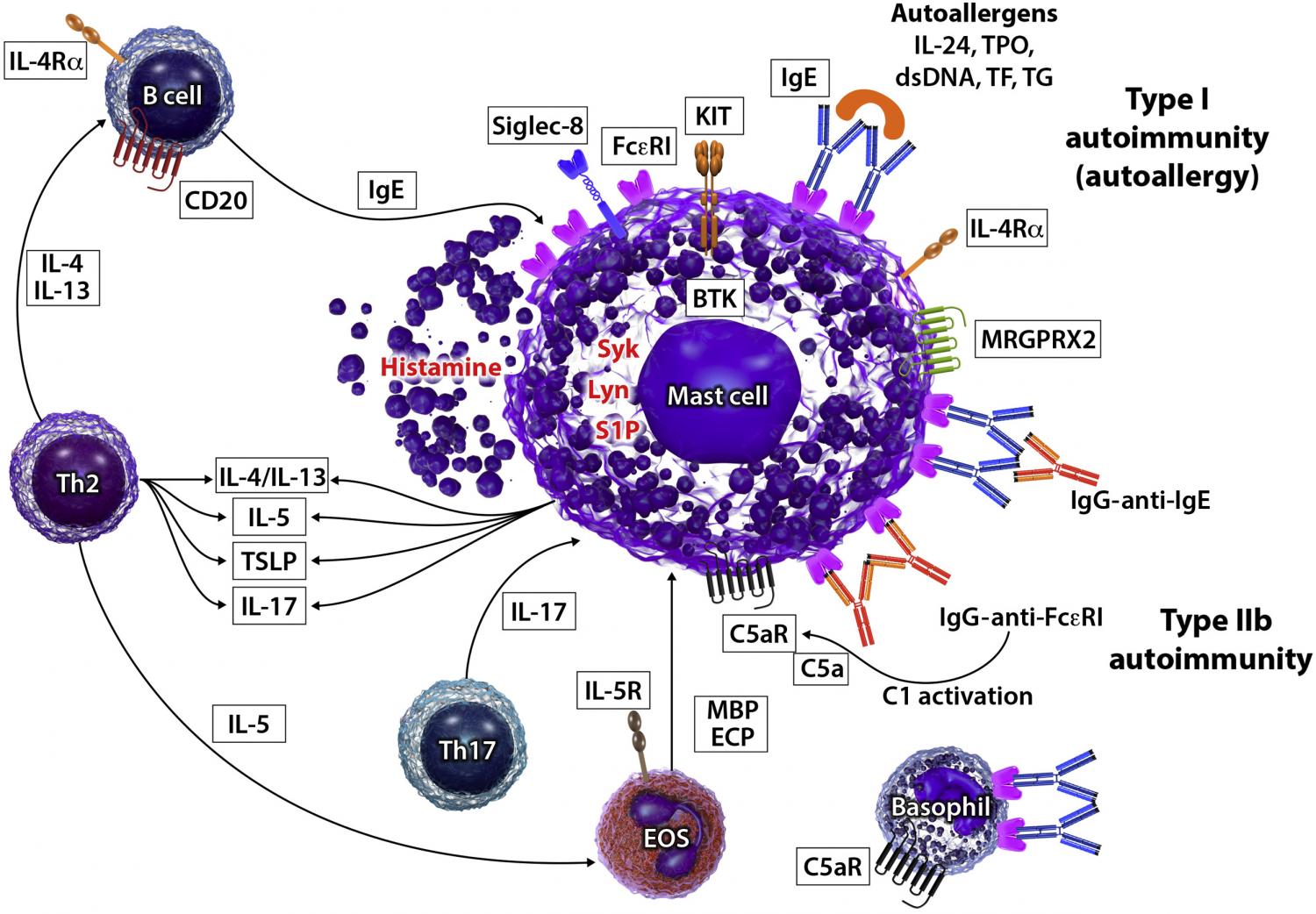 Mast cells are activated by IgE autoantibodies to autoallergens (type I autoallergy) or IgG-anti-IgE/IgG-anti-FcεRI autoantibodies (type IIb autoimmunity).