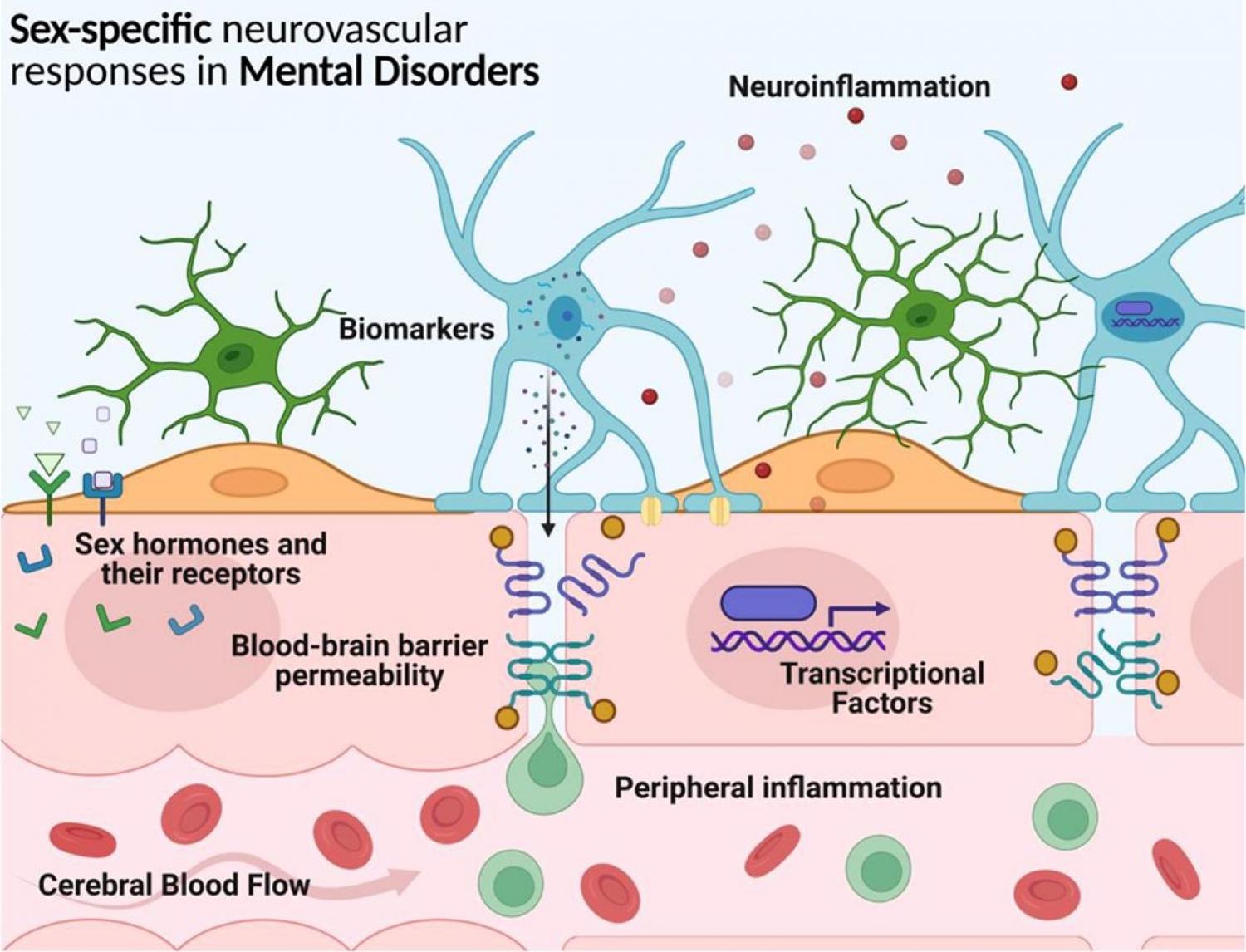 Sex Differences In The Blood–brain Barrier: Implications For Mental ...