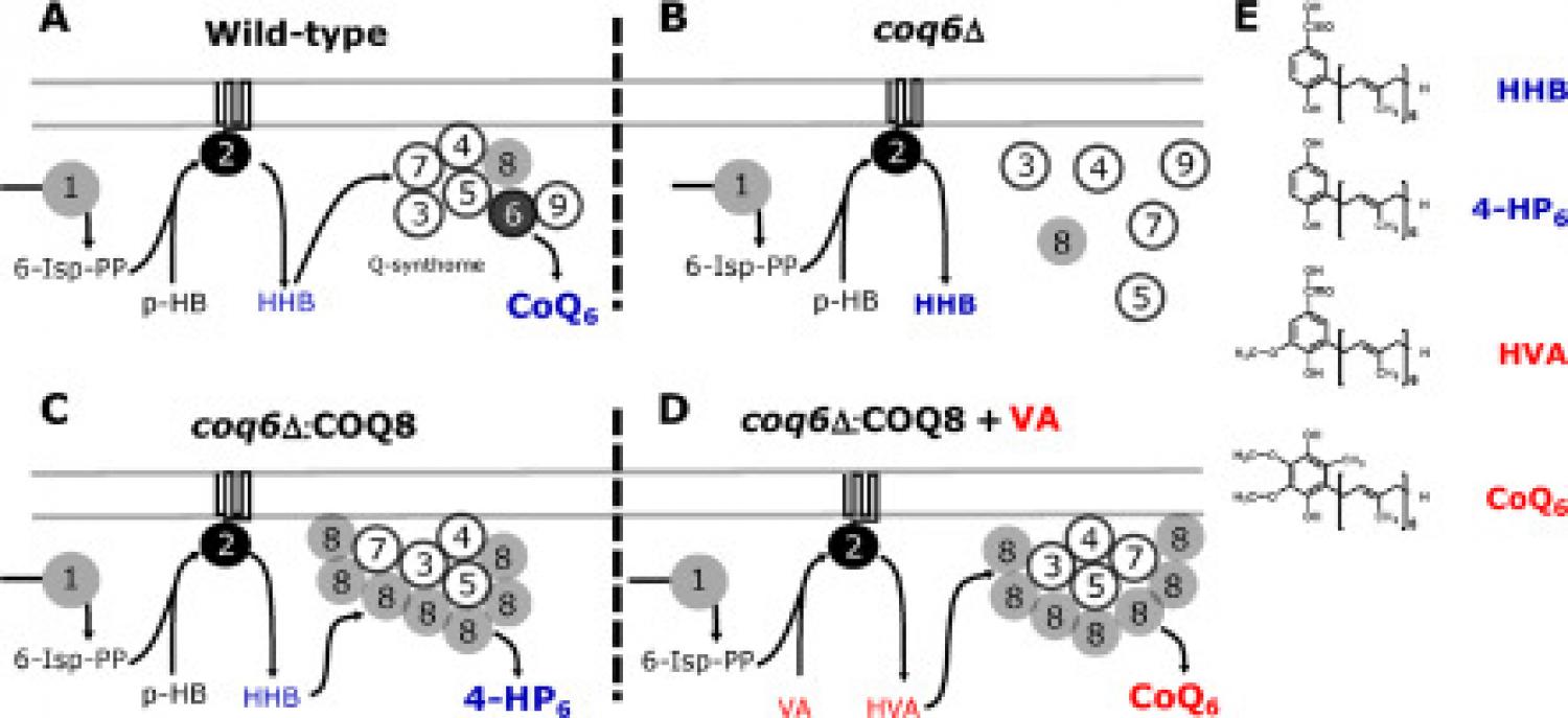 Biological foundations of the CoQ6-bypassing HTS method. 