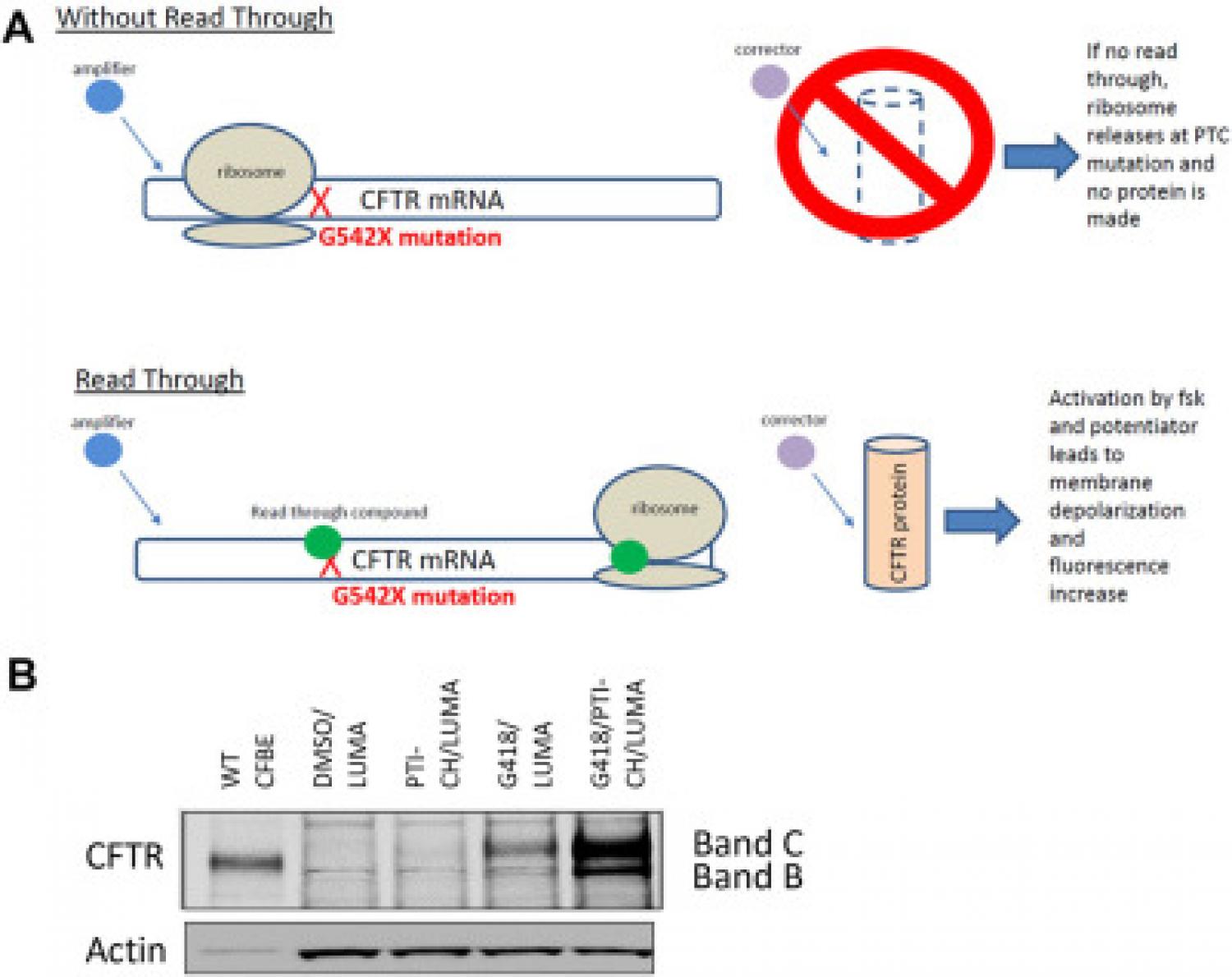 Schematic representation of the mechanism by which readthrough compounds restore channel function in G542X-CFTR–expressing cells. PTC refers to the premature termination codon. Schematic representation of the mechanism by which readthrough compounds restore channel function in G542X-CFTR–expressing cells. PTC refers to the premature termination codon.