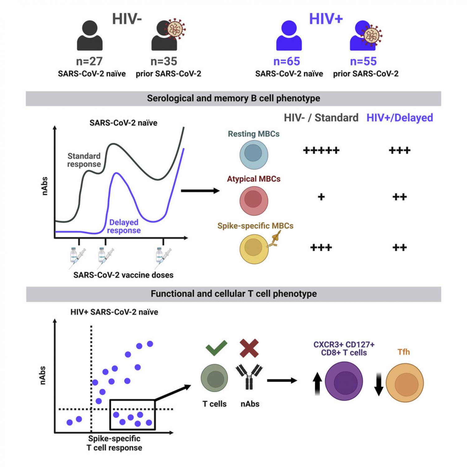 Graphical abstract Graphical abstract