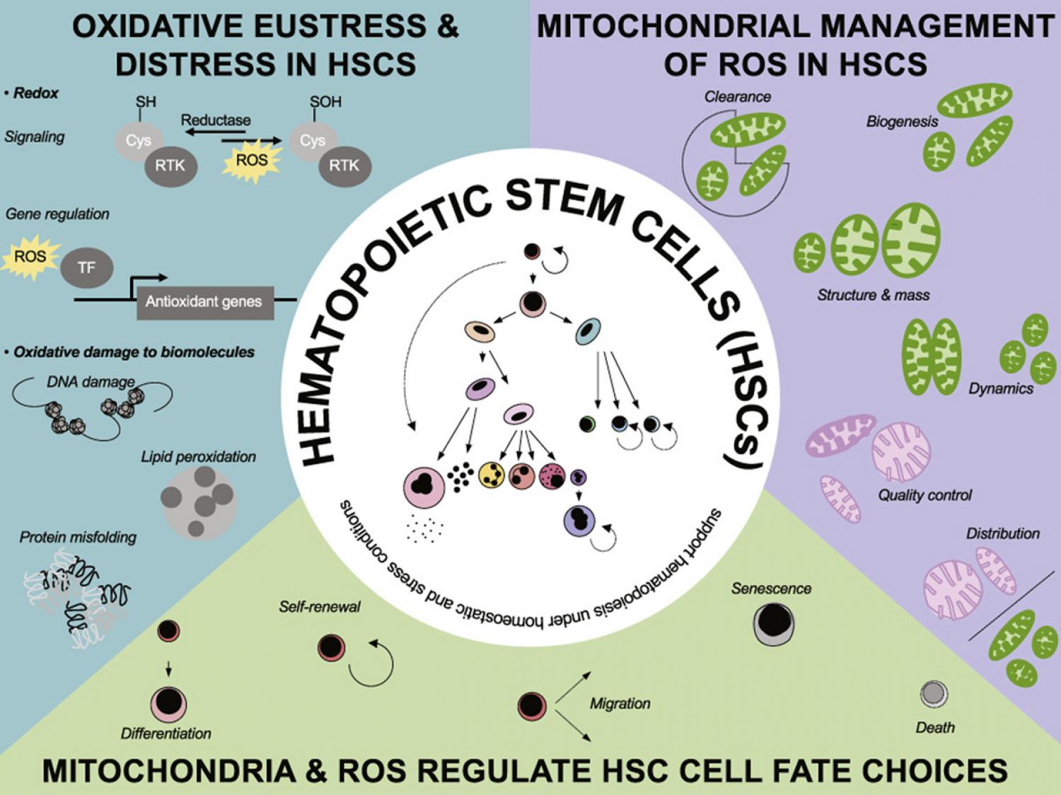 Graphical abstract Graphical abstract