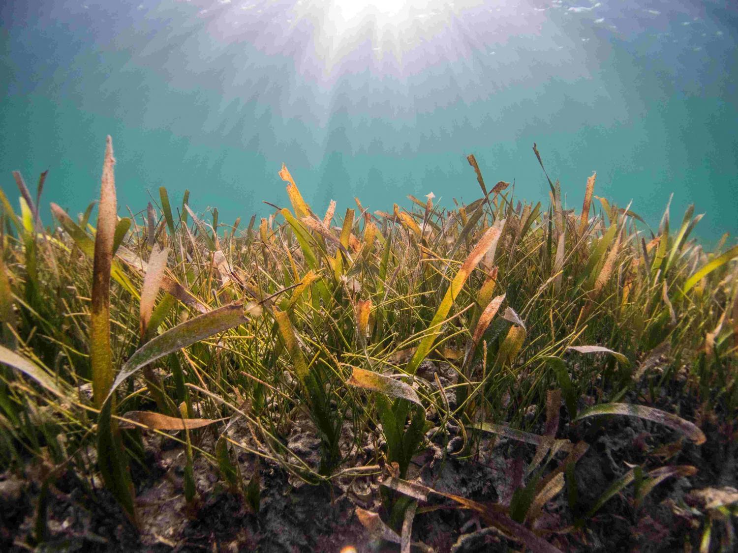 world seagrass day        
        <figure class=