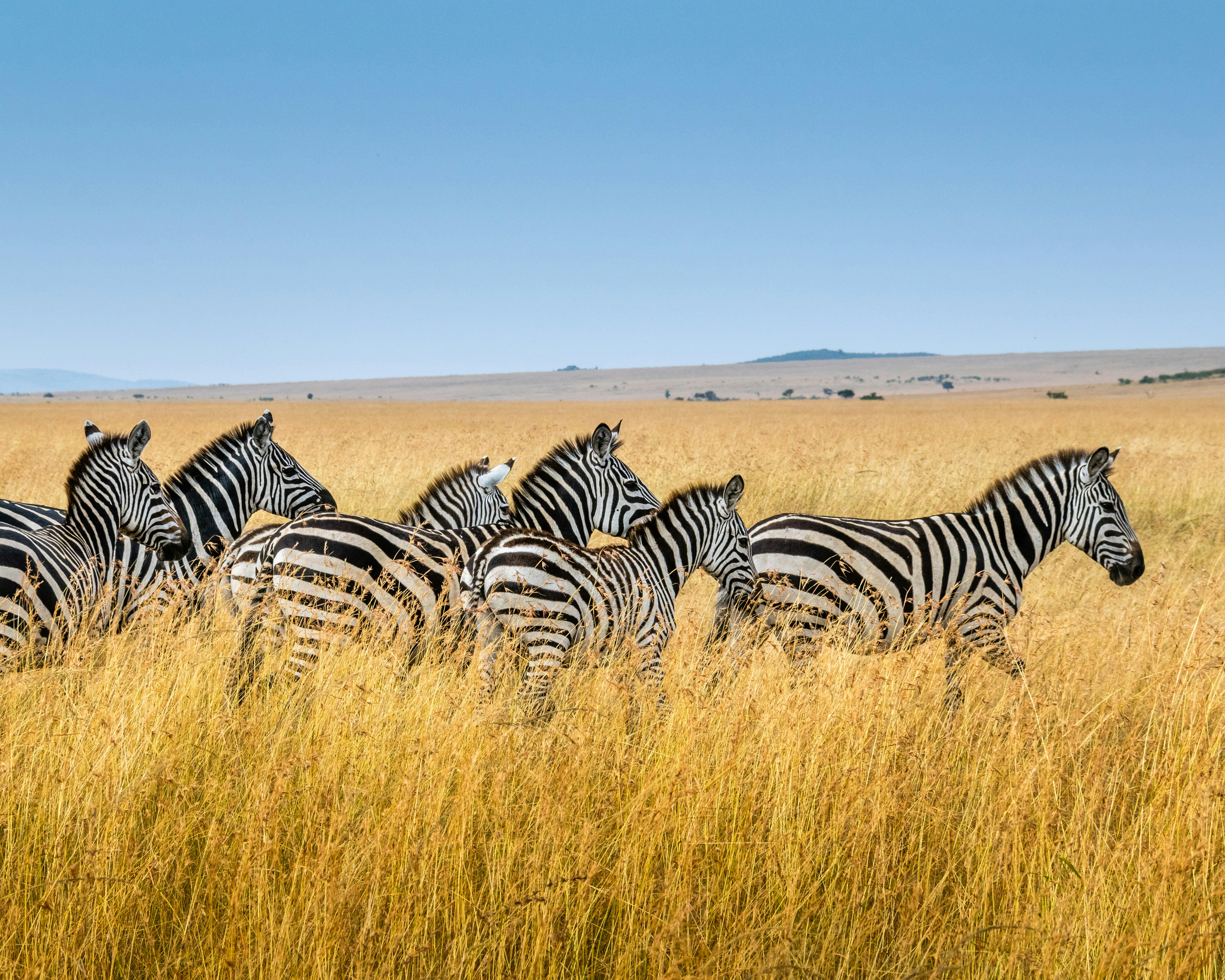 Image of herd of zebras on grass plains 
